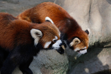 レッサーパンダ(Red Pand)