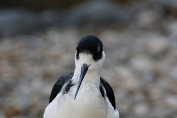 シロクロゲリ(Blacksmith Plover)