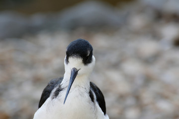 シロクロゲリ(Blacksmith Plover)