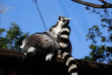 ワオキツネザル(Ring-tailed lemur)