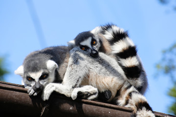 ワオキツネザル(Ring-tailed lemur)