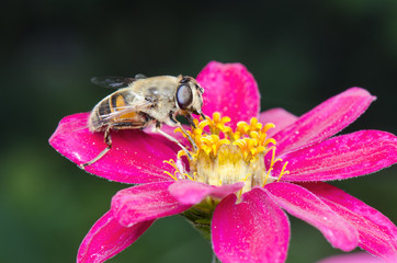 Honey Bee On Purple Flower Closeup