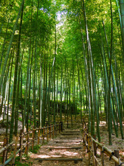 Fototapety  las bambusowy