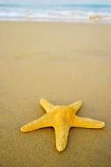 Starfish on the beach on a sunny day