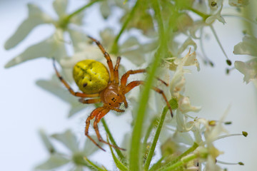 Petite araignée des friches verte et rousse, Épeire Concombre