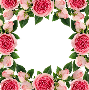 Pink rose flowers and buds square frame