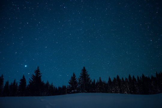 Christmas trees on the background of the starry winter sky.