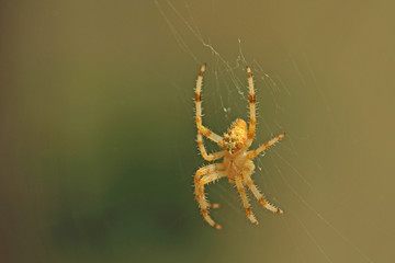 Araignée accrochée à sa toile, Épeire Diadème