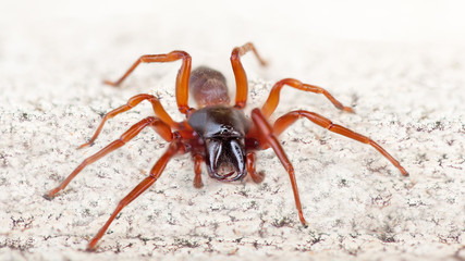 Araignée venimeuse noire et rouge avec gros crochets, Dysdère armée.
