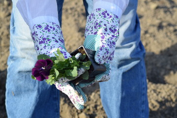 Women planting flower viola tricolor