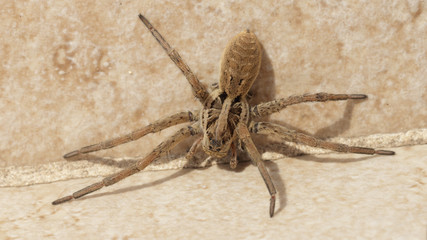 Grosse araignée venimeuse, Tarentule du Sud de la France.