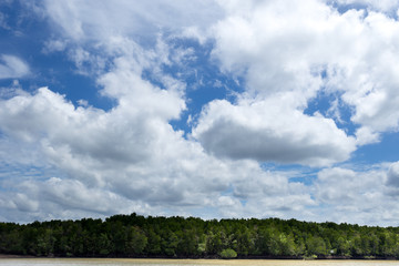 Mangrove forest with white cloud and blue sky