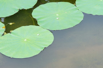 蓮の葉　ロータス効果