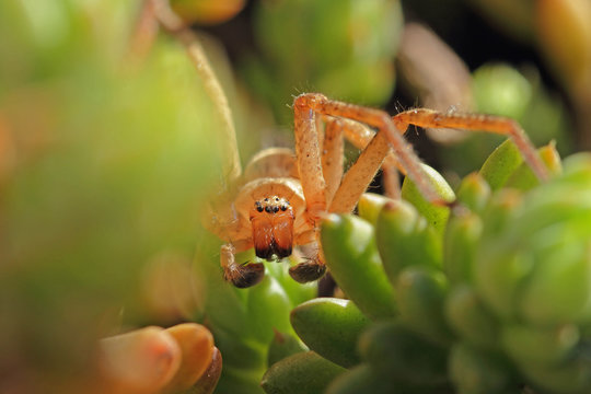 Grande araignée beige en face à face dans une plante, Tégénaire géante.