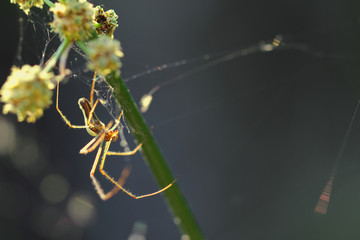 Araignée fine à longues pattes, tissant sa toile sur une tge de plante, Tétragnathe.
