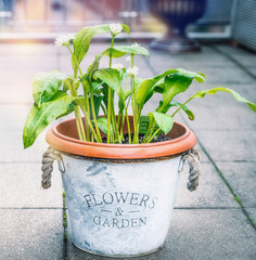 Wild garlic in flowers pot on garden terrace , outdoor. Cultivation of kitchen herbs in pots