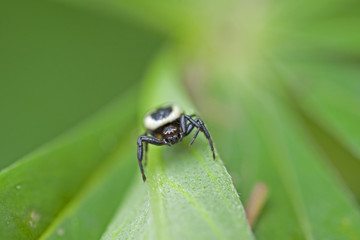 Petite araignée noire sur feuille de plante verte, Thomise globuleuse