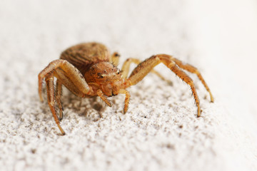 Araignée crabe commune jaune-beige sur un mur.