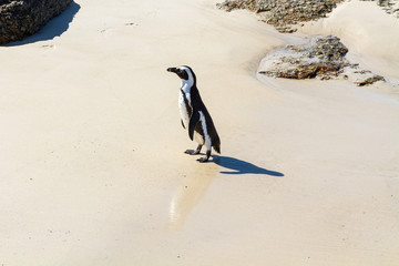 An African Penguin