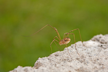 Araignée faucheur, faucheux, faucheuse, arachnide opilion sur un mur de pierre.