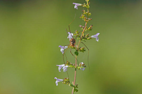 Araign&eacute;e faucheur, faucheux, faucheuse, arachnide opilion sur une fleur au printemps..
