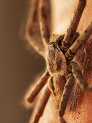 Araignée chasseuse de Sydney, Cote Est d'Australie.