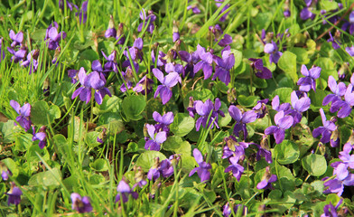 Obraz na płótnie Canvas a lot of beautiful purple common violets in spring