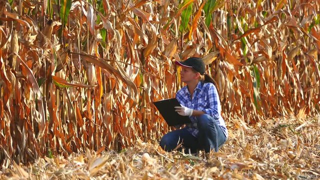 Female agronomist checking the corn plants and writing data.