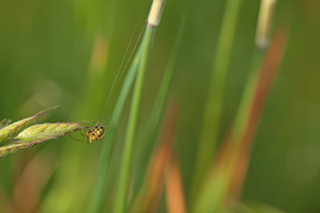 Araignée jaune et noire accrochée à son fil au bord d'une feuille, Mangore Petite-bouteille.