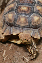 Fototapeta premium Freshwater turtle.