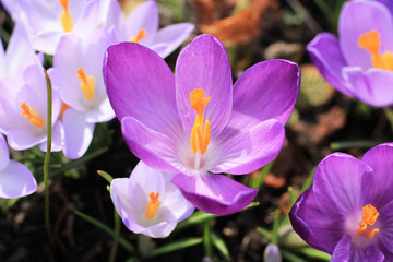 close photo of beautiful violet petals of crocus in spring