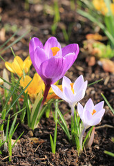 bunch of beautiful blooming purple and yellow crocuses in the garden on sunny spring day