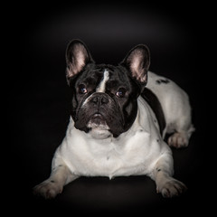 Französische Bulldogge
