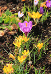 bunch of beautiful blooming purple and yellow crocuses in the garden on sunny spring day