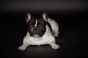 Französische Bulldogge