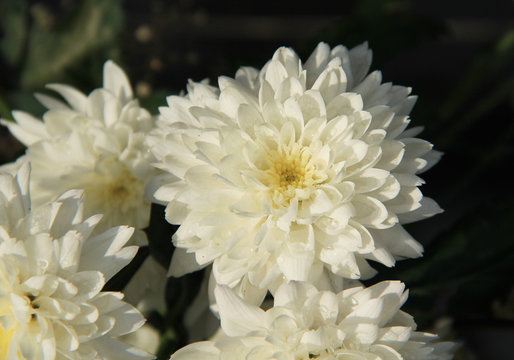 close photo of white blooms of dahlia with some drops of dew