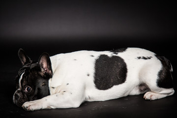 Französische Bulldogge
