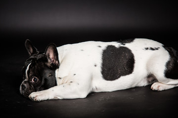 Französische Bulldogge