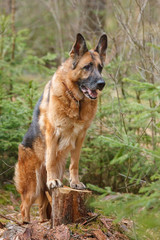 German Shepherd dog posing in a forest standing on a stump, spring