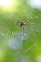Grande araignée carnivore noire et orange marchant sur sa toile, Australie.
