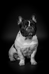 Französische Bulldogge