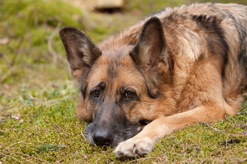 Sad dog lies in the spring forest, breed German Shepherd, close-up portrait