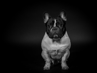 Französische Bulldogge