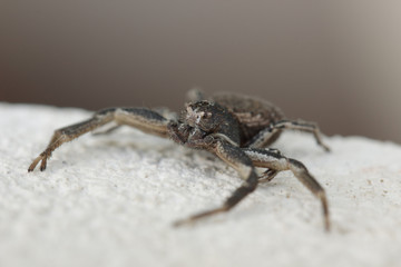 Araignée crabe noire sur mur de pierre en position de défense.	