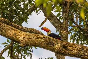 Tukan in Brasilien © Dominik Rueß