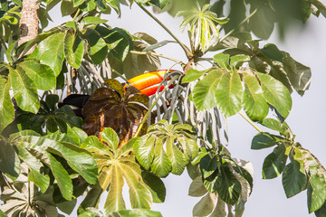 Tukan in Brasilien © Dominik Rueß