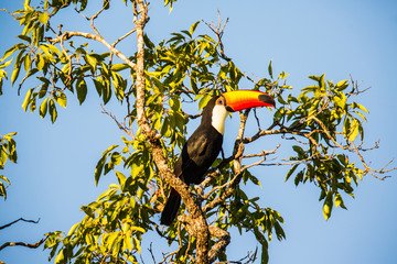 Tukan in Brasilien © Dominik Rueß