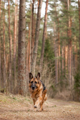 German Shepherd dog walks happy in a pine forest