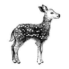 Hand drawn baby deer in vintage style