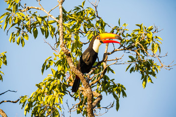 Tukan in Brasilien © Dominik Rueß